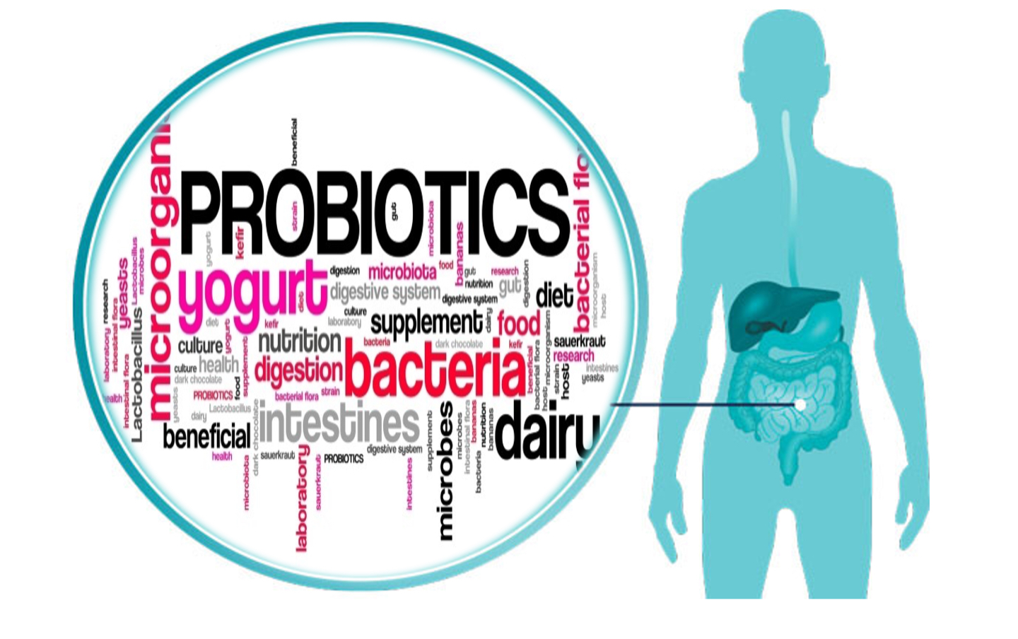 GUT HEALTH : PROBIOTICS AND PREBIOTICS