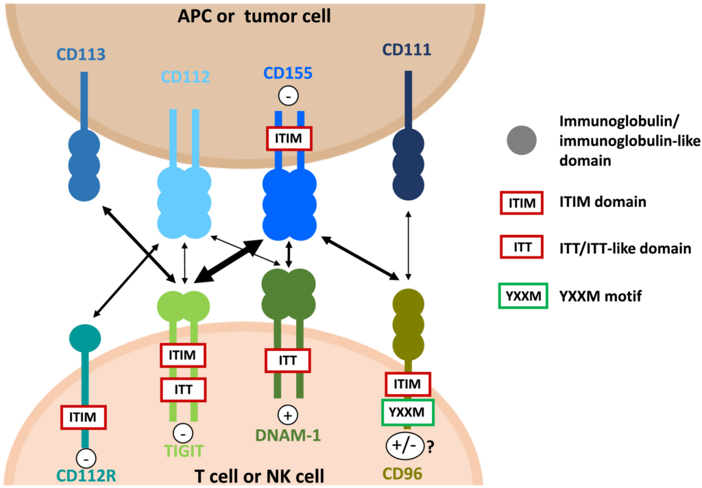 Role of TIGIT in Immune Regulation; New Innovations