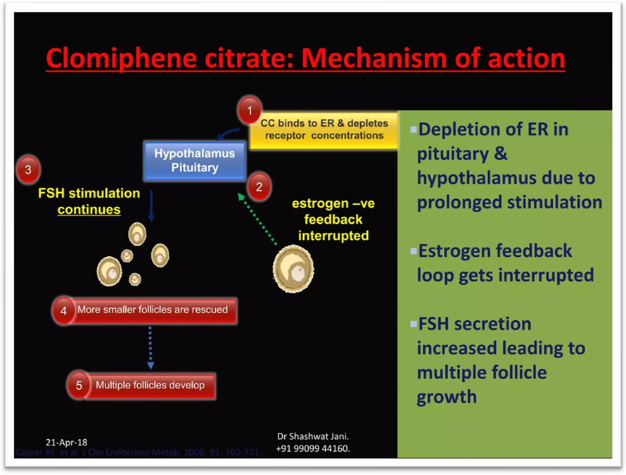 Clomiphene - Mechanism of action