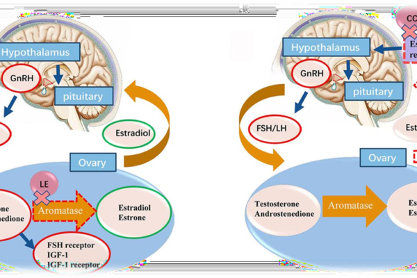 Letrozole to dominate the Market for PCOS Treatment -Absolute 10 Potentials