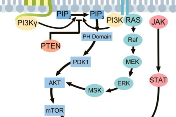 Phosphoinositide 3-kinase ( PI3K ) therapy – another remarkable approach to cancer treatment